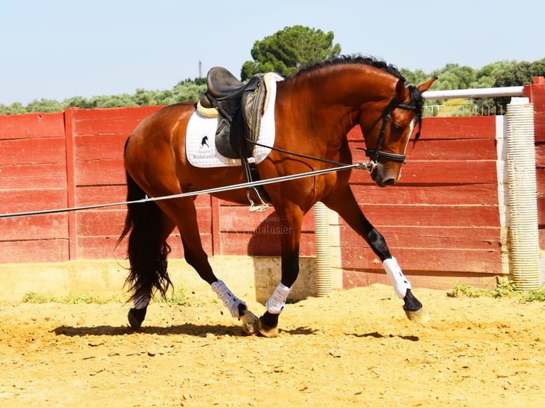 PRE Wallach 5 Jahre 167 cm Brauner in Provinz Cordoba