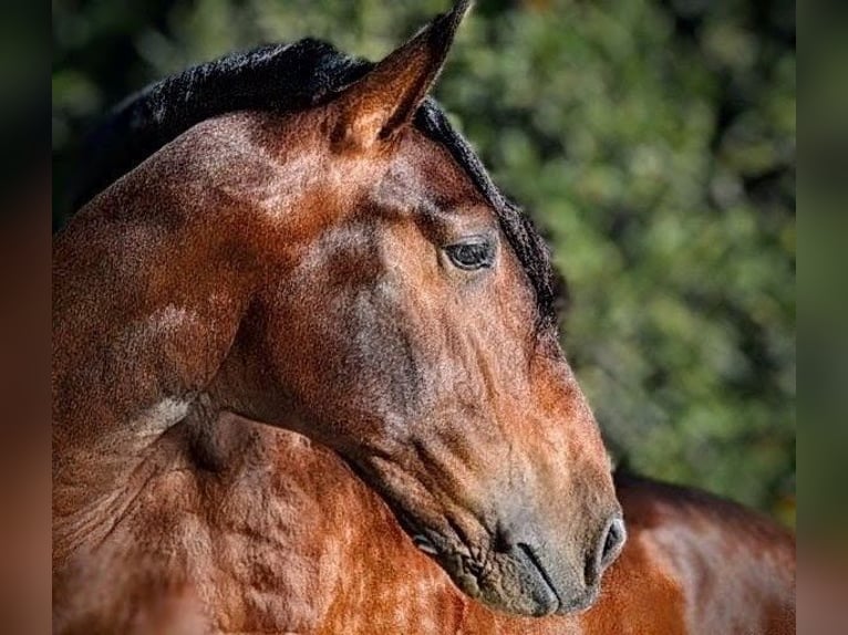 PRE Wallach 5 Jahre 167 cm Brauner in Sevilla