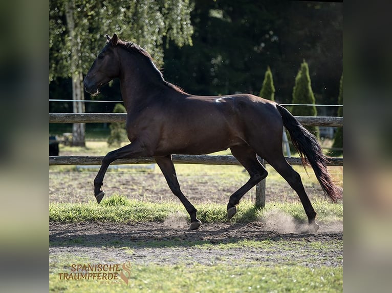 PRE Wallach 5 Jahre 167 cm in Traventhal