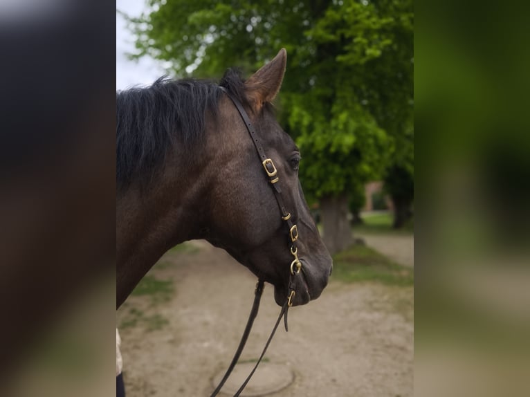 PRE Wallach 5 Jahre 167 cm Rappe in Traventhal