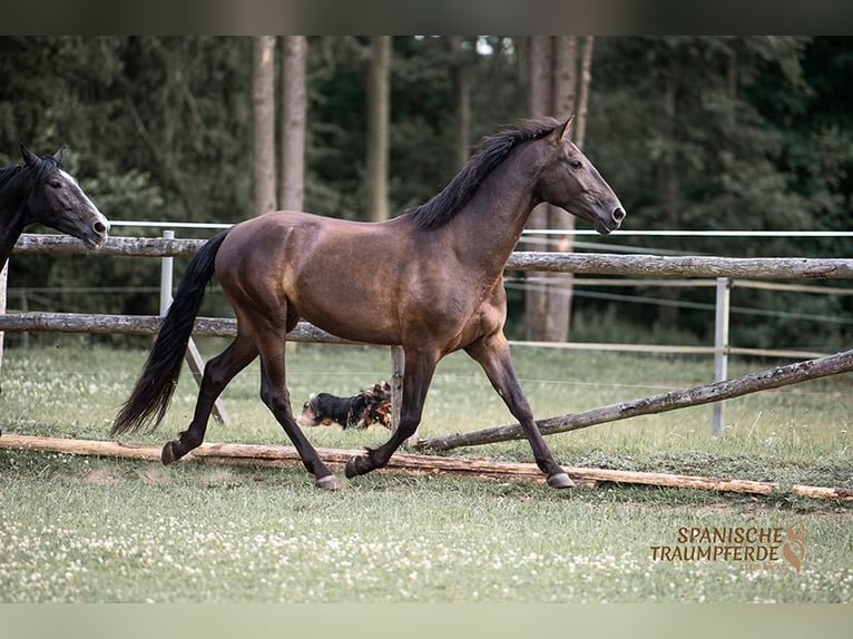 PRE Wallach 5 Jahre 167 cm Rappe in Traventhal