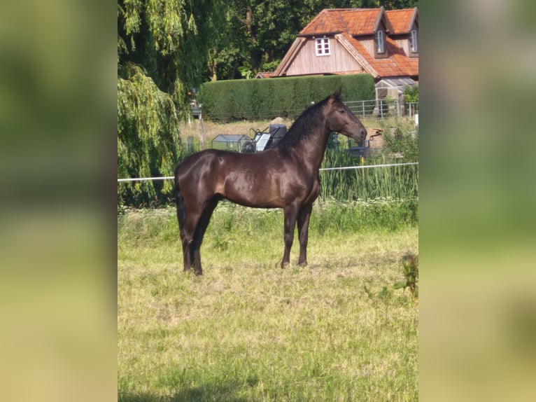 PRE Wallach 5 Jahre 167 cm Rappe in Traventhal