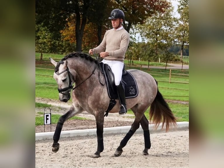 PRE Wallach 5 Jahre 167 cm Schimmel in Reichenbach