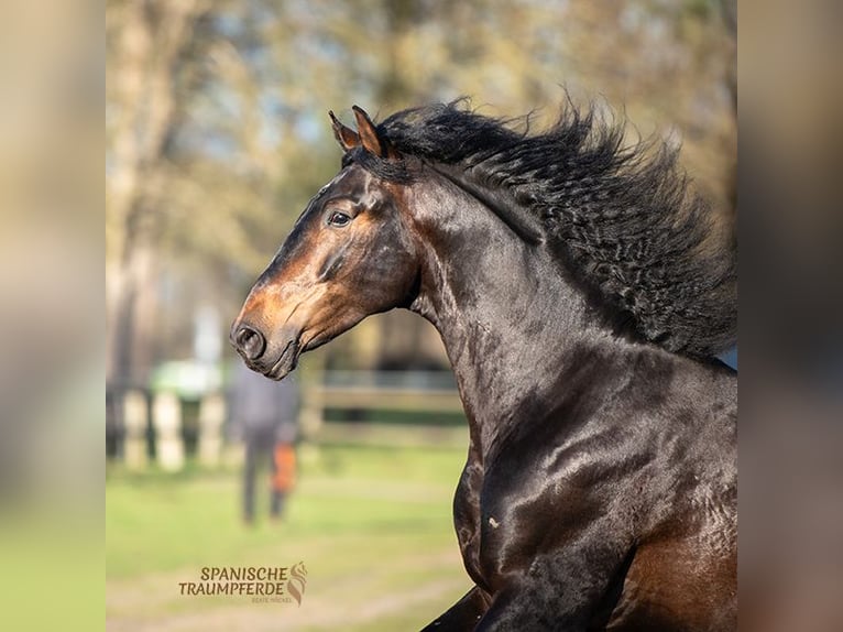 PRE Wallach 5 Jahre 168 cm Brauner in Traventhal