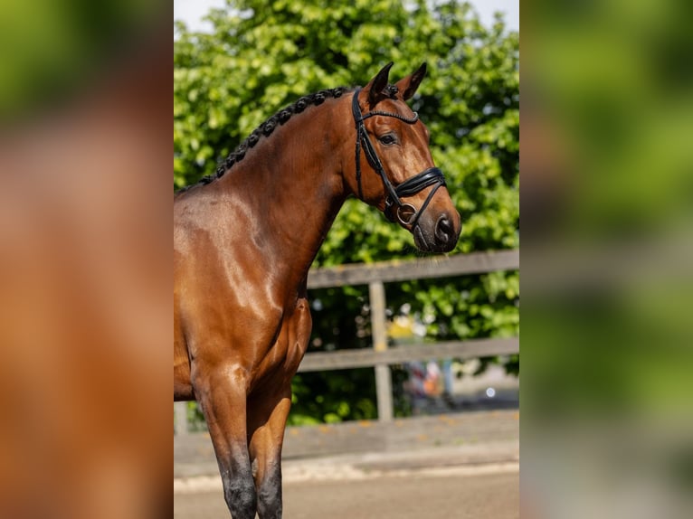 PRE Wallach 5 Jahre 168 cm Brauner in Sm