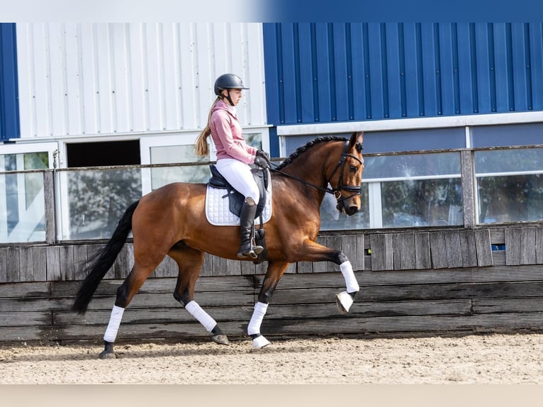 PRE Wallach 5 Jahre 168 cm Brauner in Sm