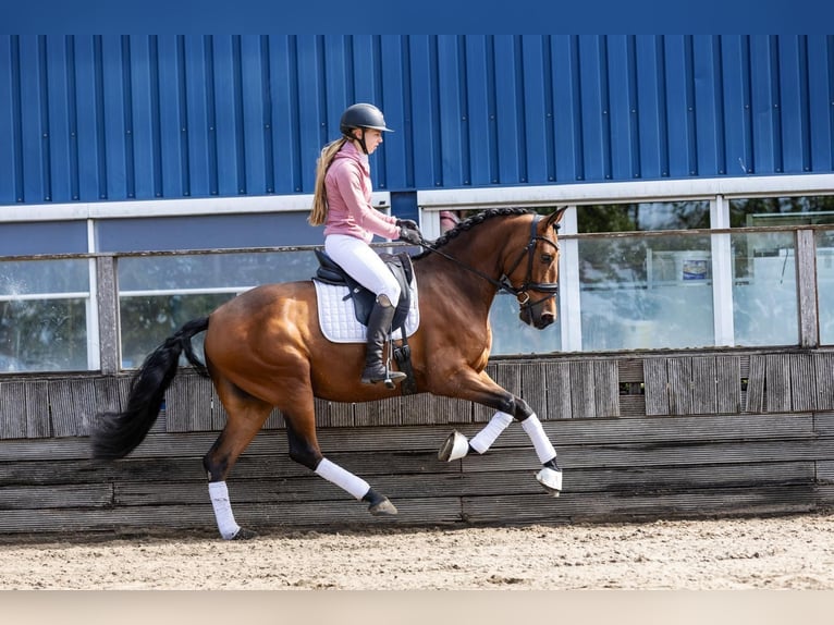 PRE Wallach 5 Jahre 168 cm Brauner in Sm