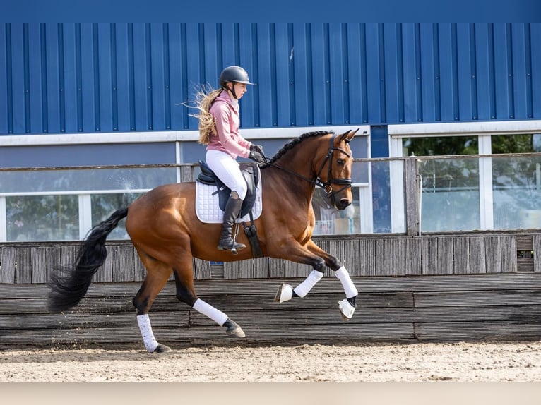 PRE Wallach 5 Jahre 168 cm Brauner in Sm