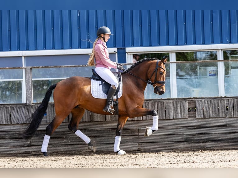 PRE Wallach 5 Jahre 168 cm Brauner in Sm
