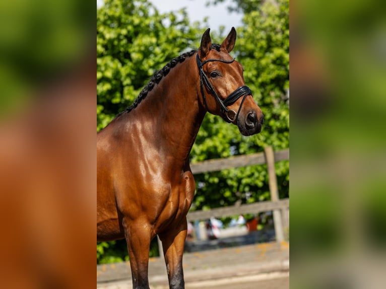 PRE Wallach 5 Jahre 168 cm Brauner in Sm