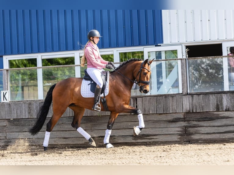 PRE Wallach 5 Jahre 168 cm Brauner in Sm