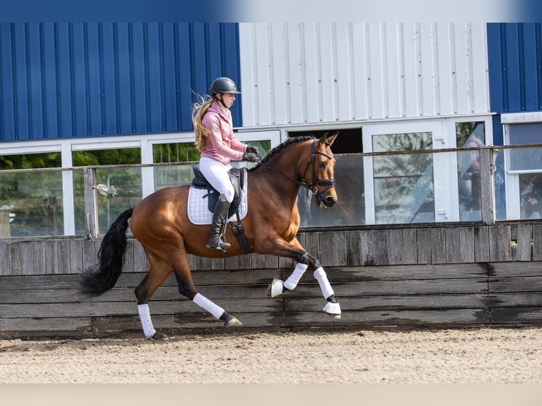 PRE Wallach 5 Jahre 168 cm Brauner in Sm