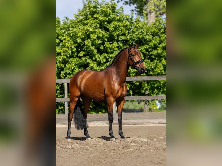 PRE Wallach 5 Jahre 168 cm Brauner in Sm