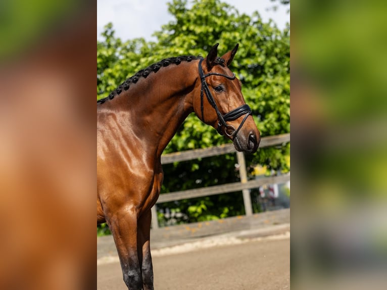PRE Wallach 5 Jahre 168 cm Brauner in Sm