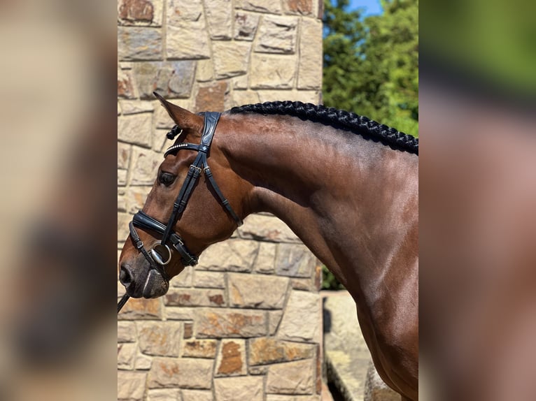 PRE Mix Wallach 5 Jahre 168 cm Brauner in Valldoriolf (Vilanova Del Valles)