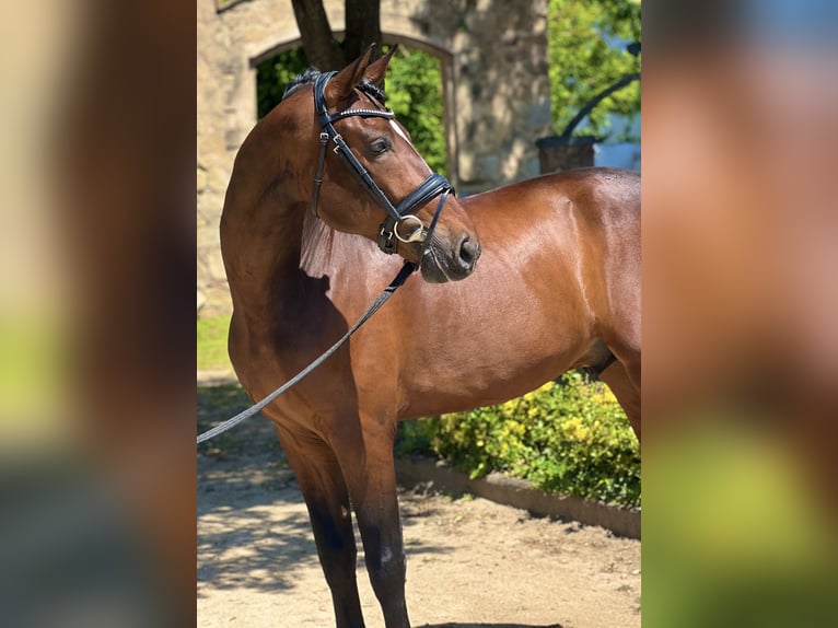PRE Mix Wallach 5 Jahre 168 cm Brauner in Valldoriolf (Vilanova Del Valles)