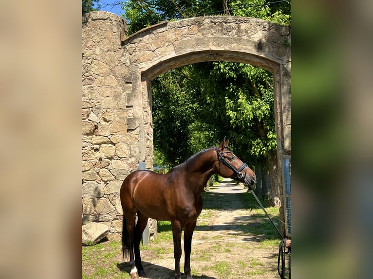 PRE Mix Wallach 5 Jahre 168 cm Brauner in Valldoriolf (Vilanova Del Valles)