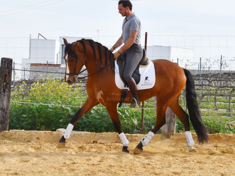 PRE Wallach 5 Jahre 168 cm Brauner in Provinz Cordoba