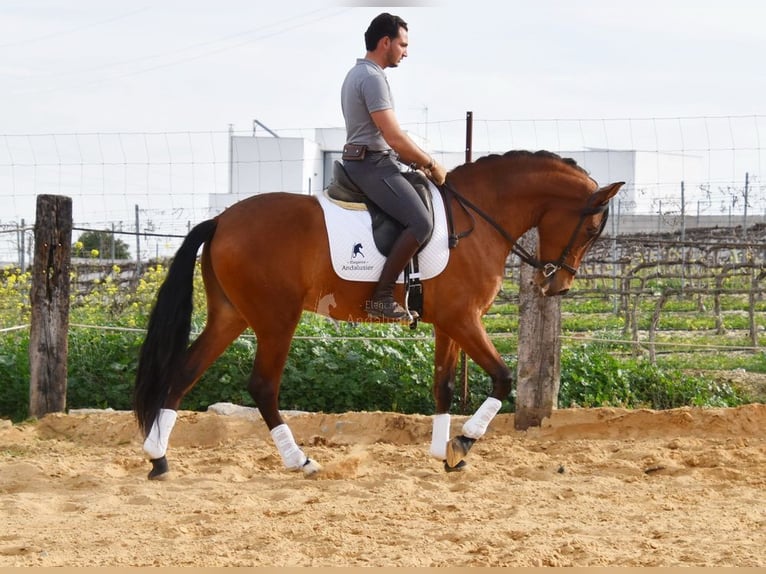 PRE Wallach 5 Jahre 168 cm Brauner in Provinz Cordoba