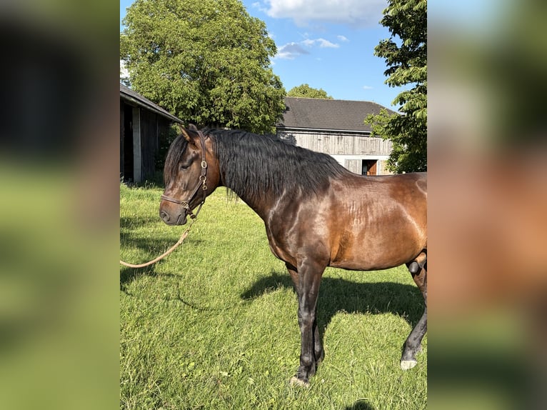 PRE Wallach 5 Jahre 168 cm Brauner in Neumarkt im Mühlkreis
