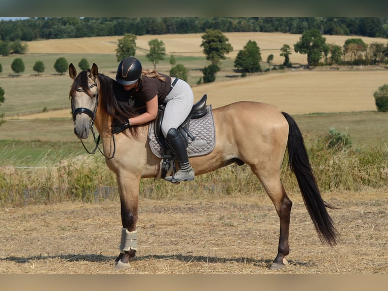 PRE Wallach 5 Jahre 168 cm Buckskin in Grebenhain