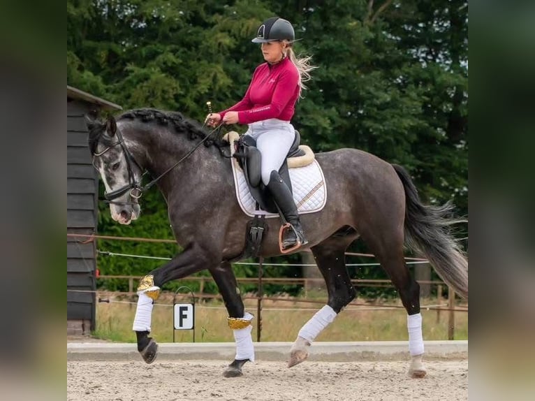PRE Mix Wallach 5 Jahre 168 cm Schimmel in Rosengarten