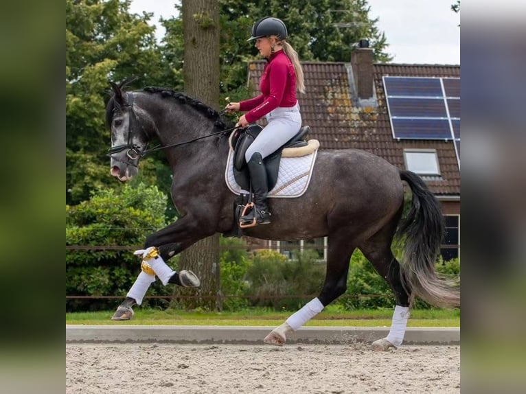 PRE Mix Wallach 5 Jahre 168 cm Schimmel in Rosengarten
