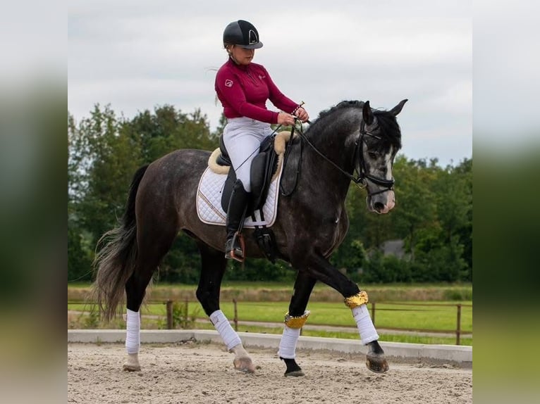 PRE Mix Wallach 5 Jahre 168 cm Schimmel in Rosengarten