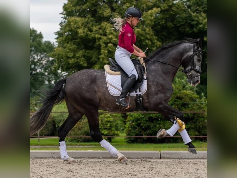 PRE Mix Wallach 5 Jahre 168 cm Schimmel in Rosengarten