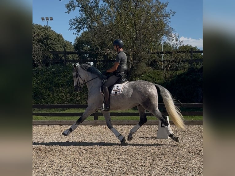 PRE Mix Wallach 5 Jahre 169 cm Apfelschimmel in Santa Perpetua de Mogoda