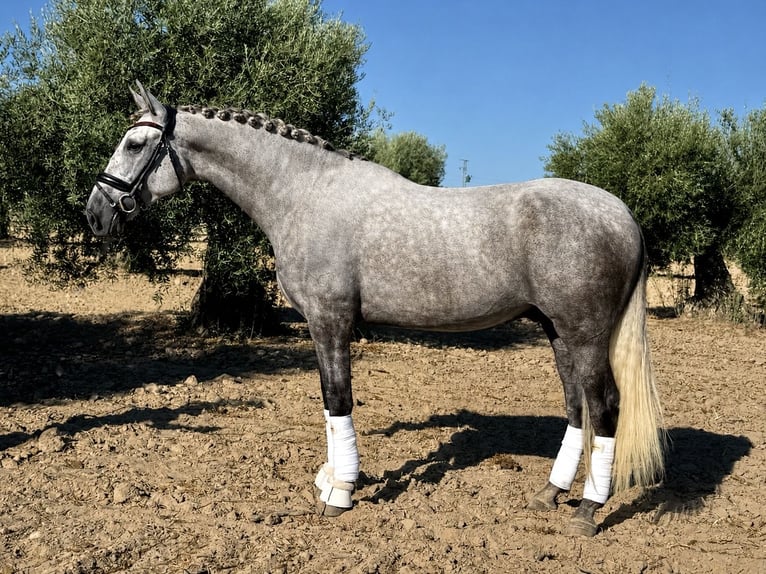 PRE Wallach 5 Jahre 169 cm Apfelschimmel in Villanueva De La Serena