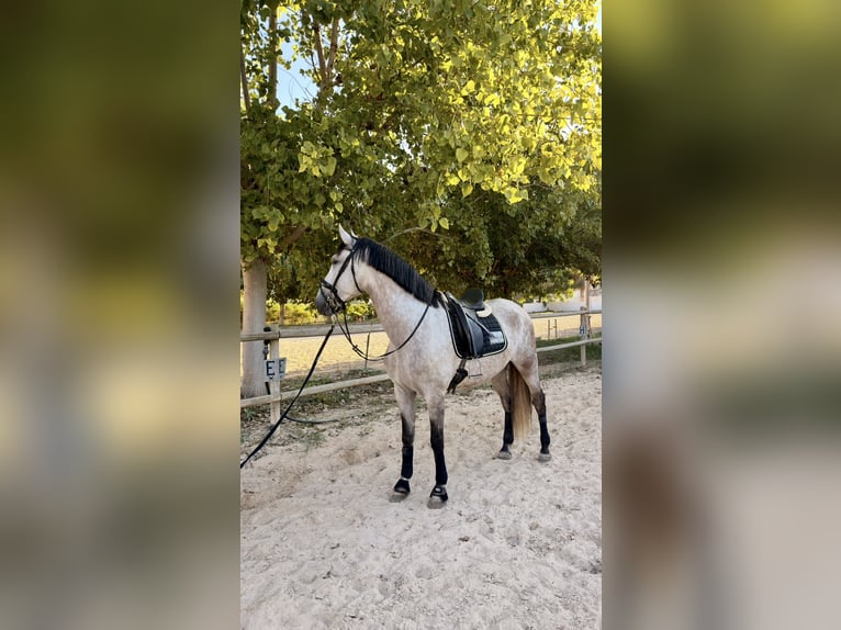 PRE Mix Wallach 5 Jahre 170 cm Apfelschimmel in Gandia