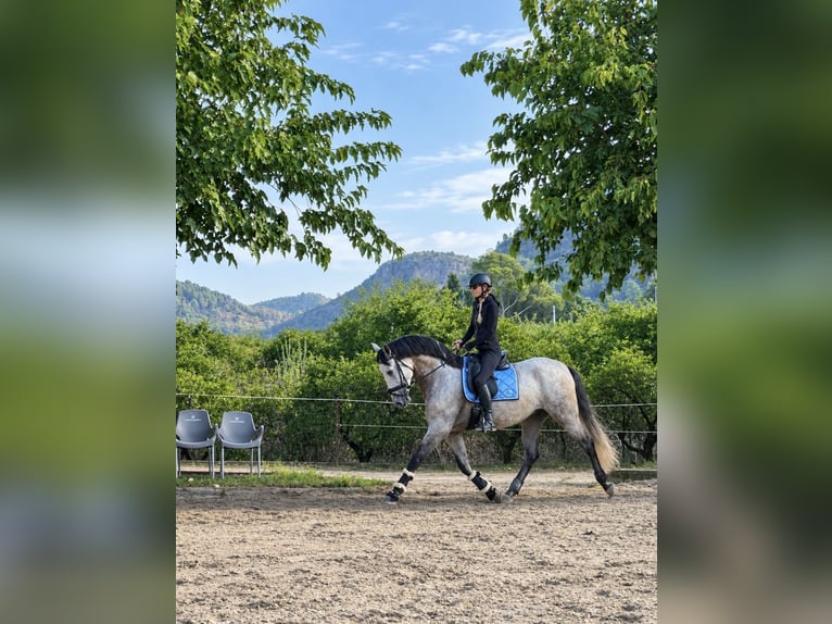 PRE Mix Wallach 5 Jahre 170 cm Apfelschimmel in Gandia