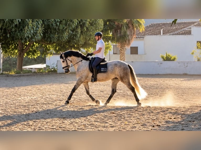 PRE Mix Wallach 5 Jahre 170 cm Apfelschimmel in Gandia