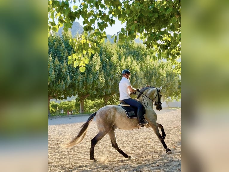 PRE Mix Wallach 5 Jahre 170 cm Apfelschimmel in Gandia