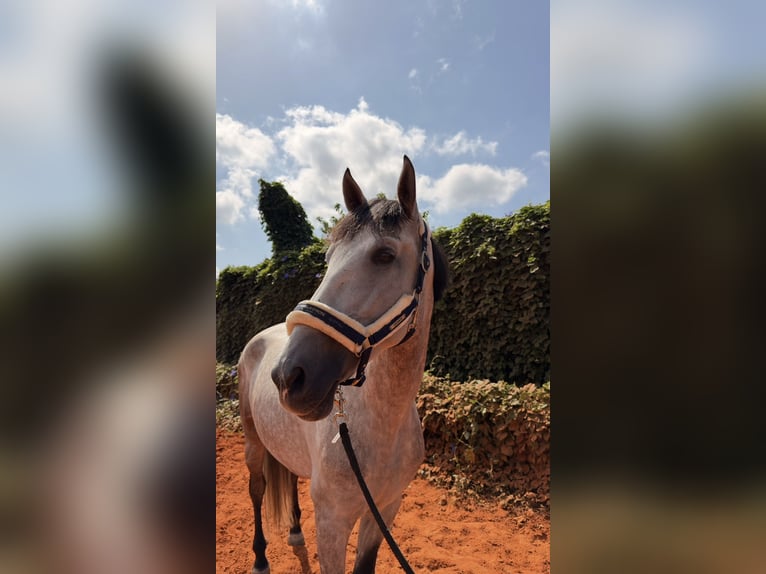 PRE Mix Wallach 5 Jahre 170 cm Apfelschimmel in Gandia