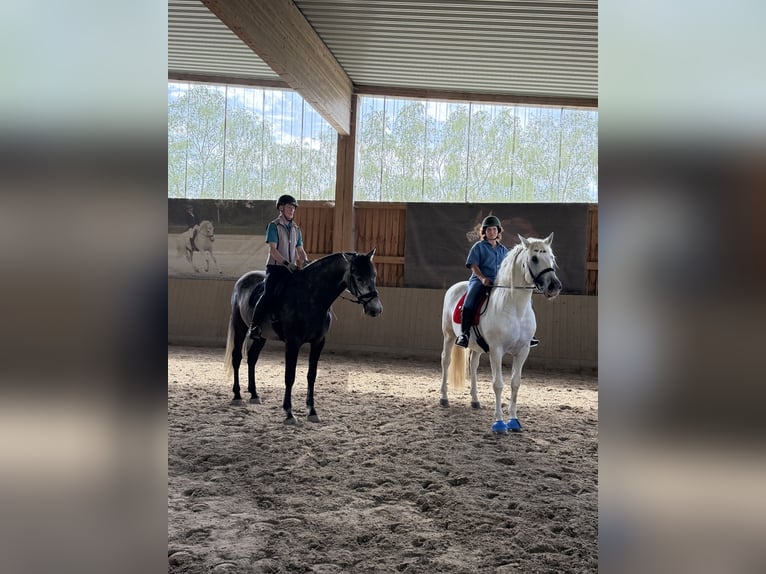 PRE Wallach 5 Jahre 170 cm Rappschimmel in Steinebach