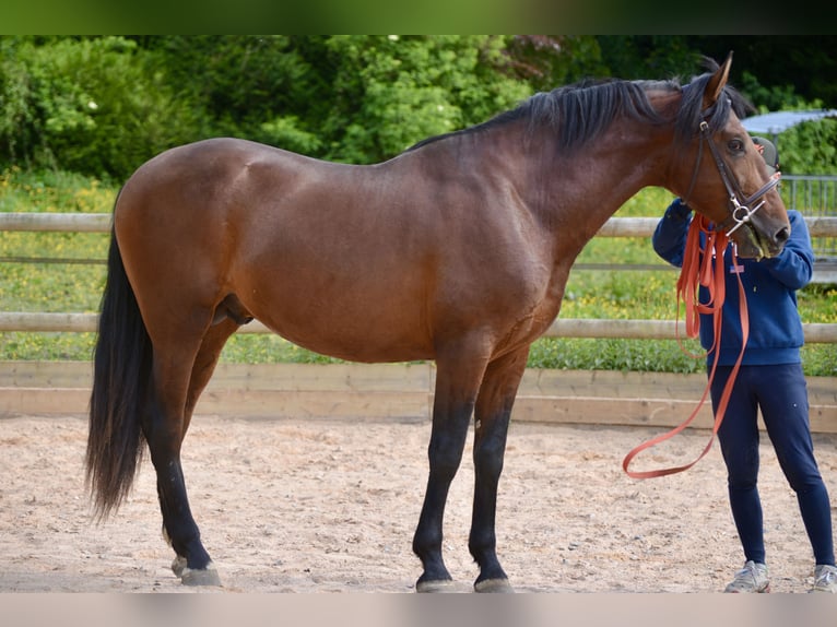 PRE Mix Wallach 5 Jahre 170 cm Rotbrauner in pont l'eveque