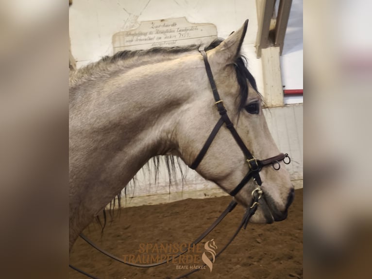 PRE Mix Wallach 5 Jahre 171 cm Falbe in Traventhal