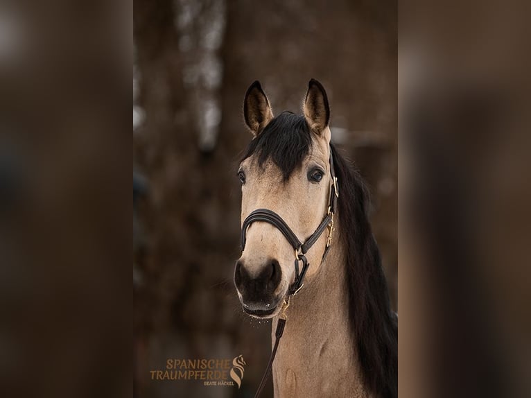 PRE Mix Wallach 5 Jahre 171 cm Falbe in Traventhal