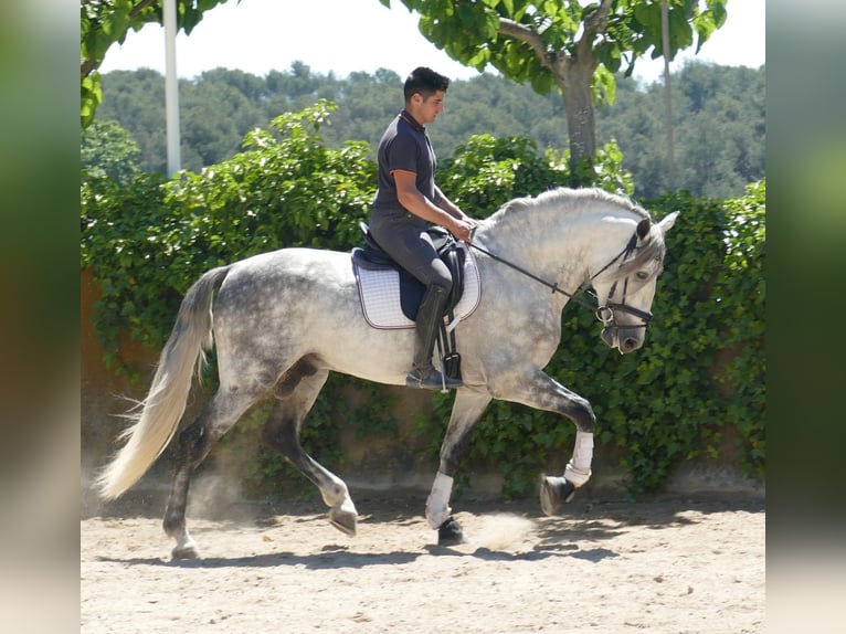 PRE Mix Wallach 5 Jahre 174 cm Apfelschimmel in Barcelona