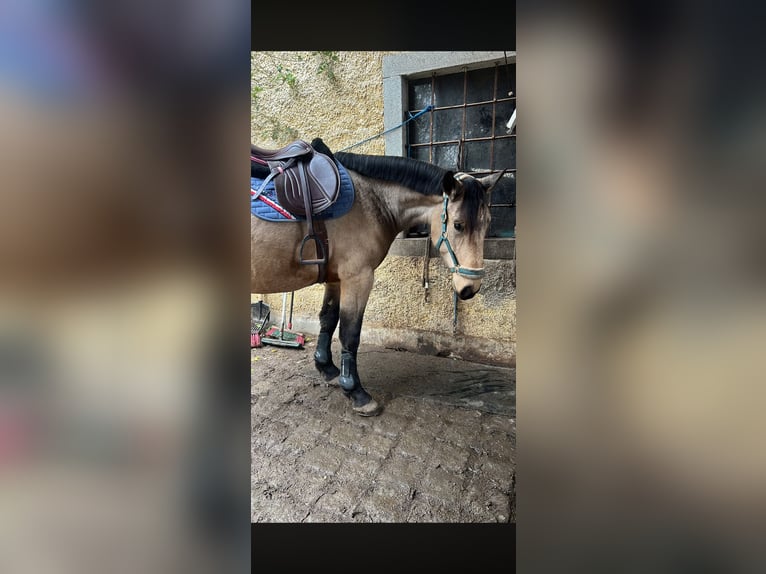 PRE Mix Wallach 5 Jahre 175 cm Buckskin in Oberzirking