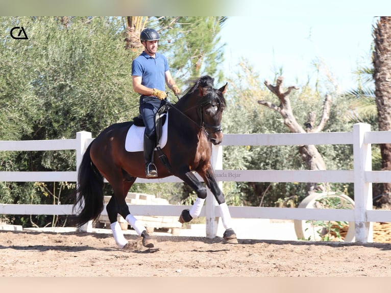 PRE Wallach 5 Jahre 175 cm Dunkelbrauner in Zarzalico