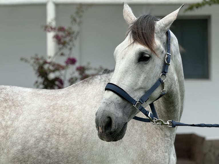 PRE Mix Wallach 5 Jahre 175 cm Schimmel in Pedro Valiente