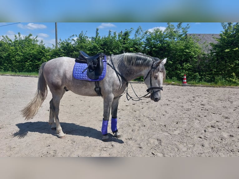 PRE Wallach 5 Jahre 175 cm Schimmel in Werne PRE Wallach 5 Jahre 175 cm Schimmel in Werne