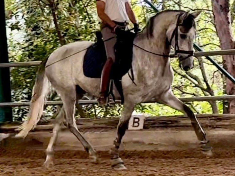 PRE Mix Wallach 5 Jahre 175 cm Schimmel in Navas Del Madro&#xF1;o