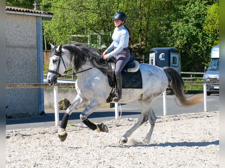 PRE Wallach 5 Jahre Schimmel in Neustadt (Wied)