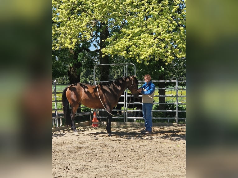 PRE Mix Wallach 6 Jahre 150 cm Dunkelbrauner in Lochen am See