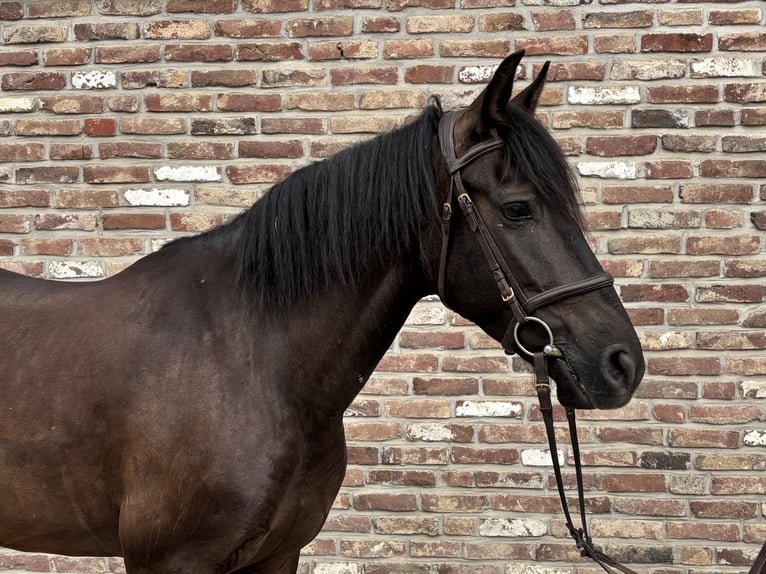 PRE Wallach 6 Jahre 152 cm Rappe in Grevenbroich