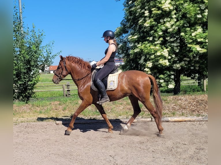 PRE Mix Wallach 6 Jahre 153 cm Fuchs in Karlshuld
